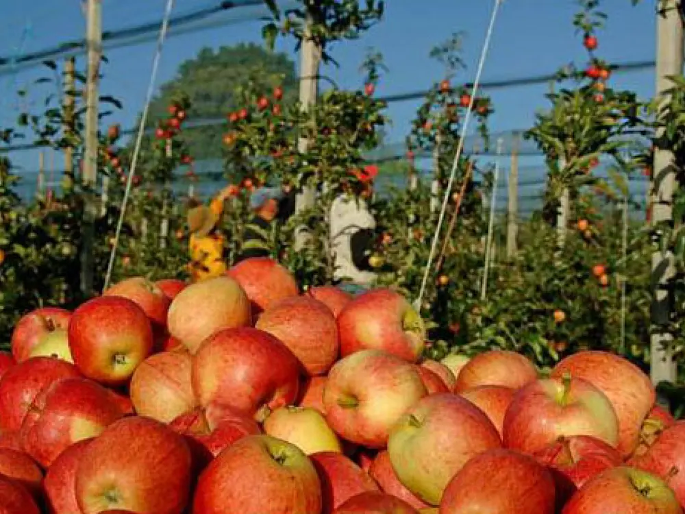 Apfelplantage bei Altnau 