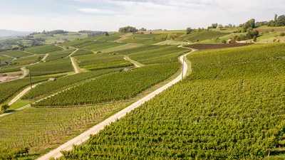 Weinanbau im Schaffhausener Land