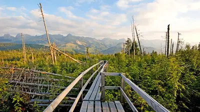 Gaeggersteg über dem Sturmwurfwald am Gaegger im Naturpark Gantrisch