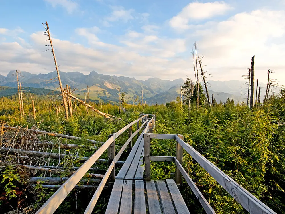 Gaeggersteg über dem Lothar-Sturmwurfwald /