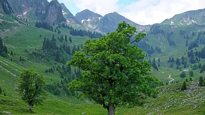 Bergahorn im Breccaschlund im Naturpark Gantrisch