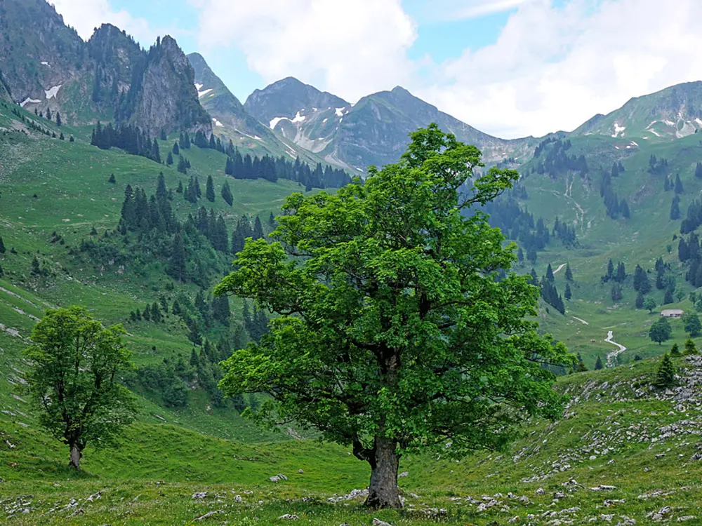Bergahorn im Breccaschlund im Naturpark Gantrisch