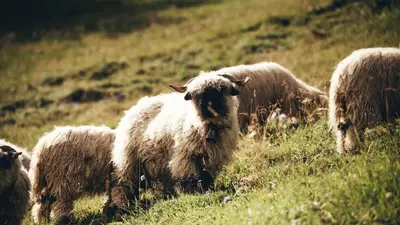 Schafherde im Lötschental