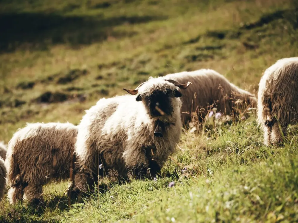 Schafherde im Lötschental