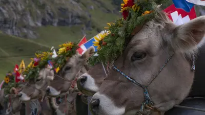 Alpabtrieb im Haslital