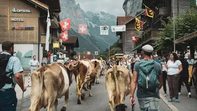 Alpabzug in Lauterbrunnen