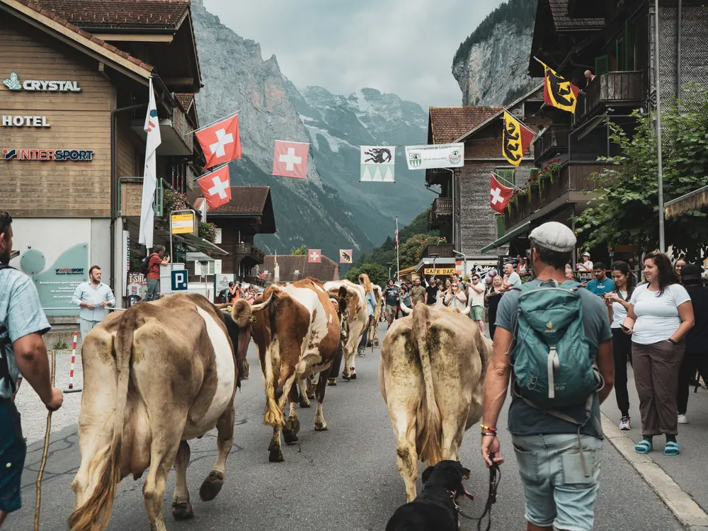 Alpabzug in Lauterbrunnen