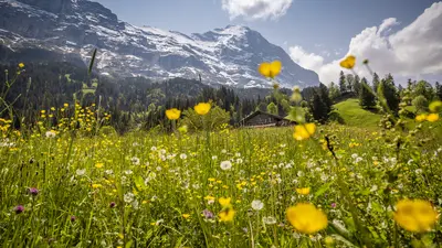 Frühling in Grindelwald