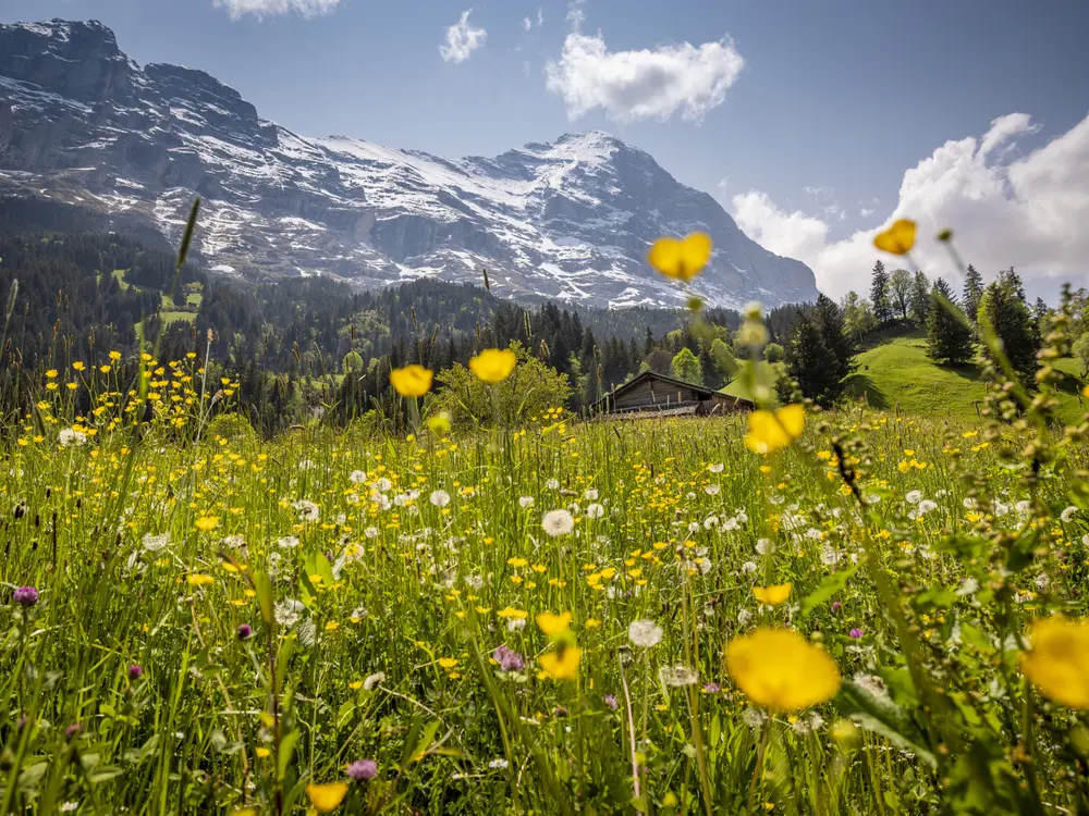 Frühling in Grindelwald
