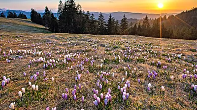 Krokuswiese im Sonnenuntergang auf der Alp Raemisgummen bei Eggiwil im Emmental