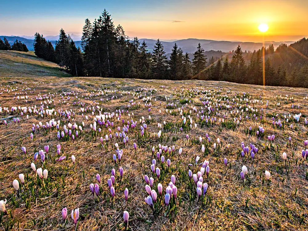 Krokuswiese im Sonnenuntergang auf der Alp Raemisgummen bei Eggiwil im Emmental