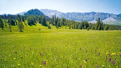 Moorwiese mit wilden Orchideen zwischen Sörenberg und Kemmeribodenbad