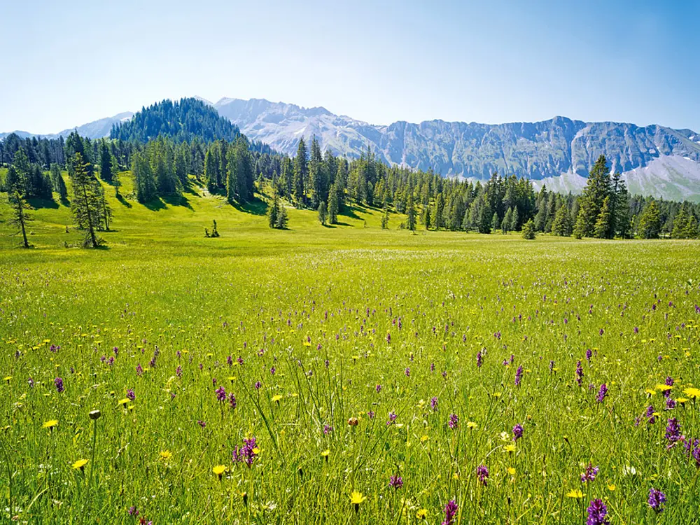 Moorwiese mit wilden Orchideen /