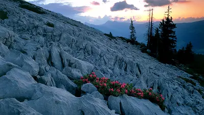 Alpenrosen im Karstgebirge Schrattenfluh bei Sörenberg
