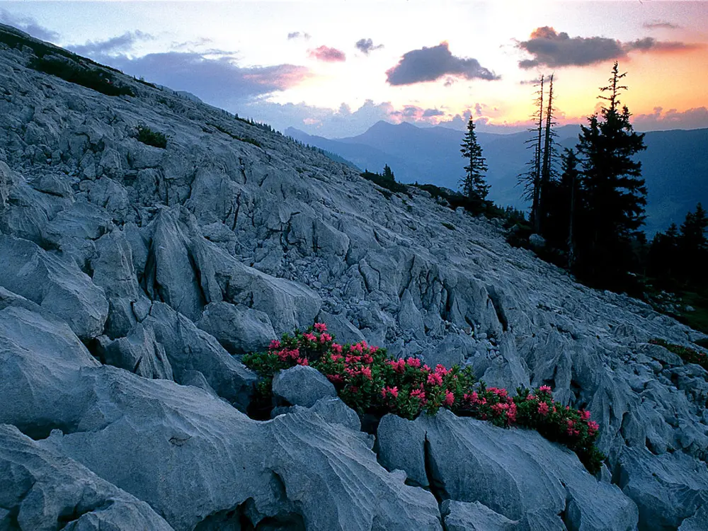 Alpenrosen im Karstgebirge Schrattenfluh bei Sörenberg