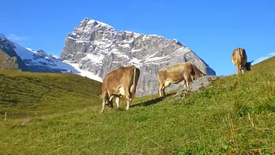 Blick auf den Titlis, im Vordergrund weiden Kühe in den Urner Alpen