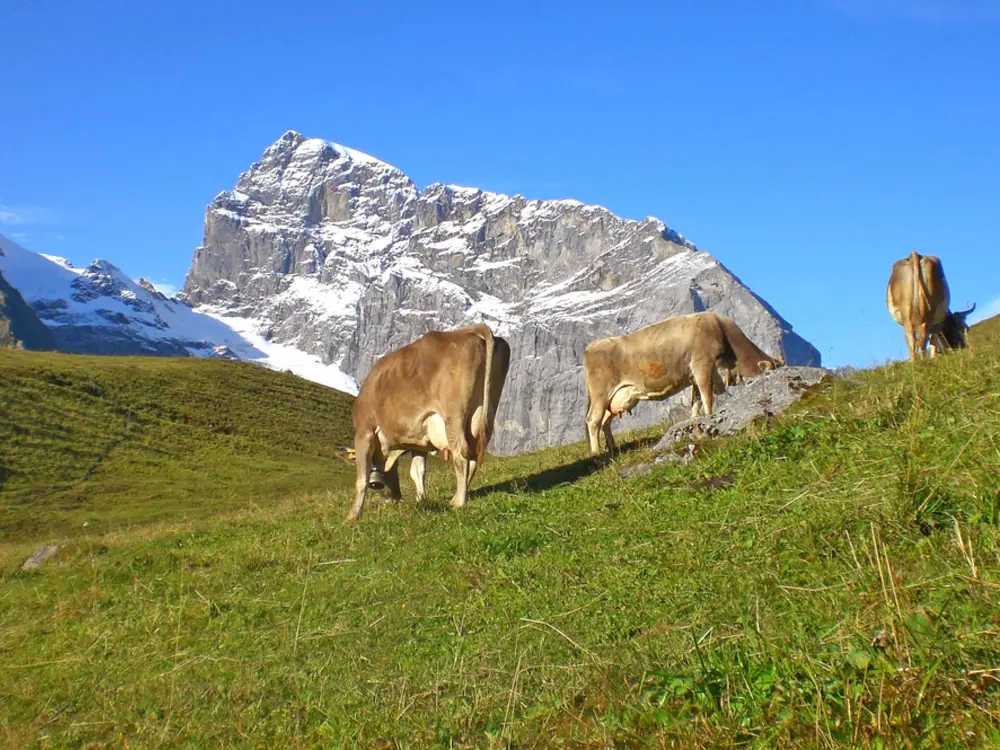 Blick auf den Titlis /