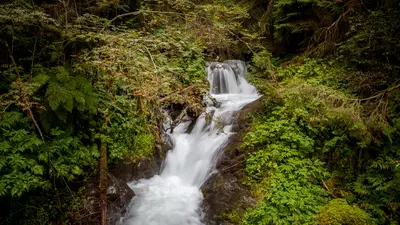 Erdpyramiden im Waldertal, Wald im Pitztal