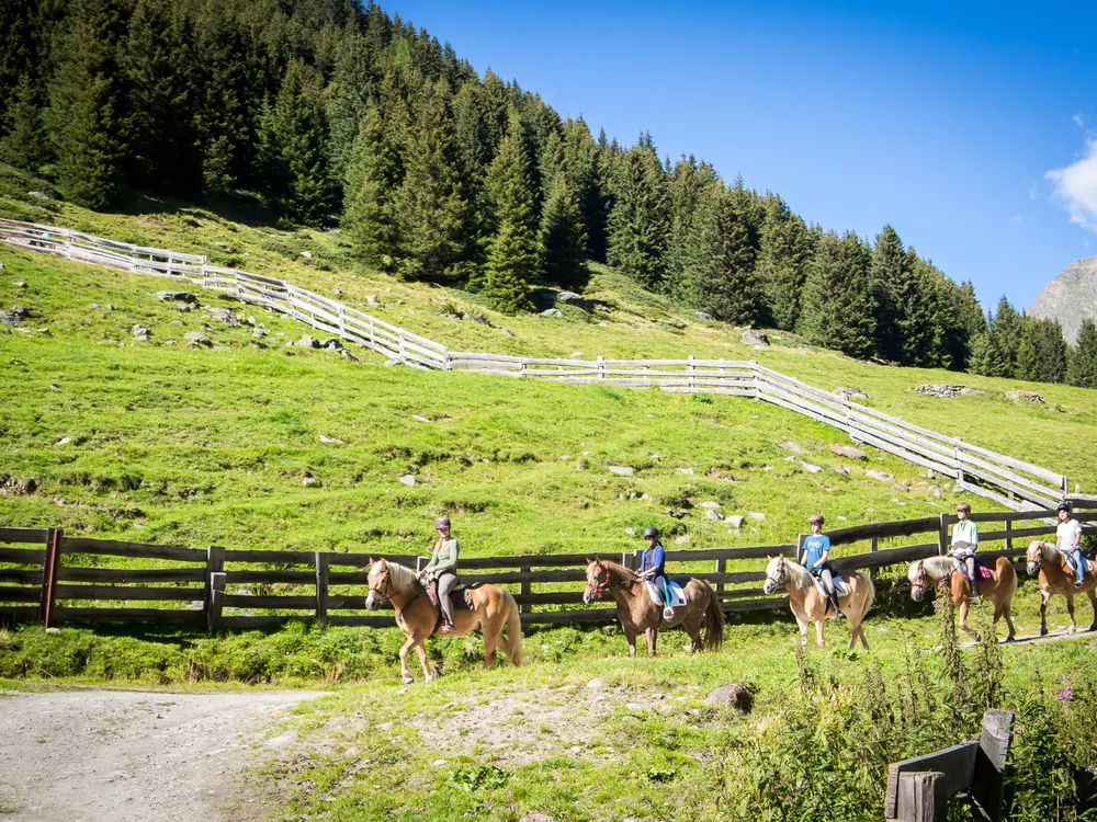 Haflingertrekking & Reiten im Pitztal