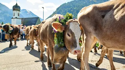 Almabtrieb im Tannheimer Tal