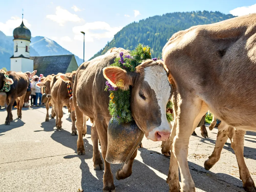 Almabtrieb im Tannheimer Tal