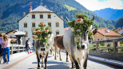 Almabtrieb in Pfunds