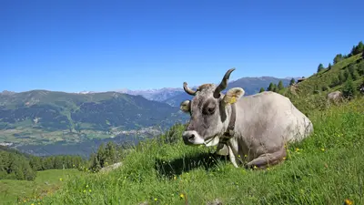 Kuh auf der Alm