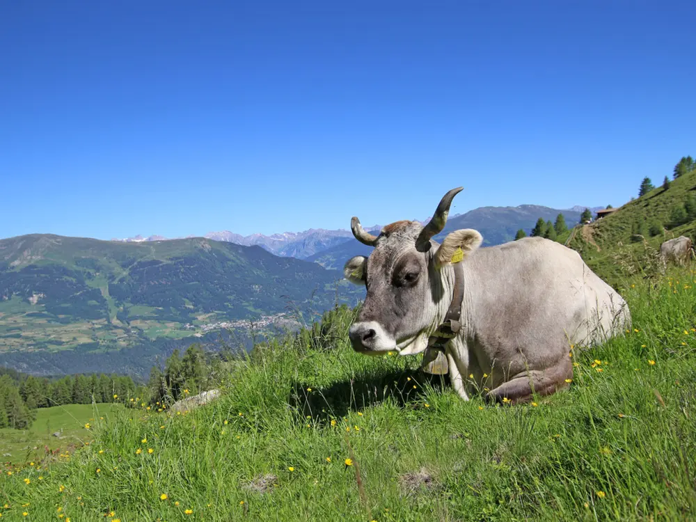 Kuh auf der Alm