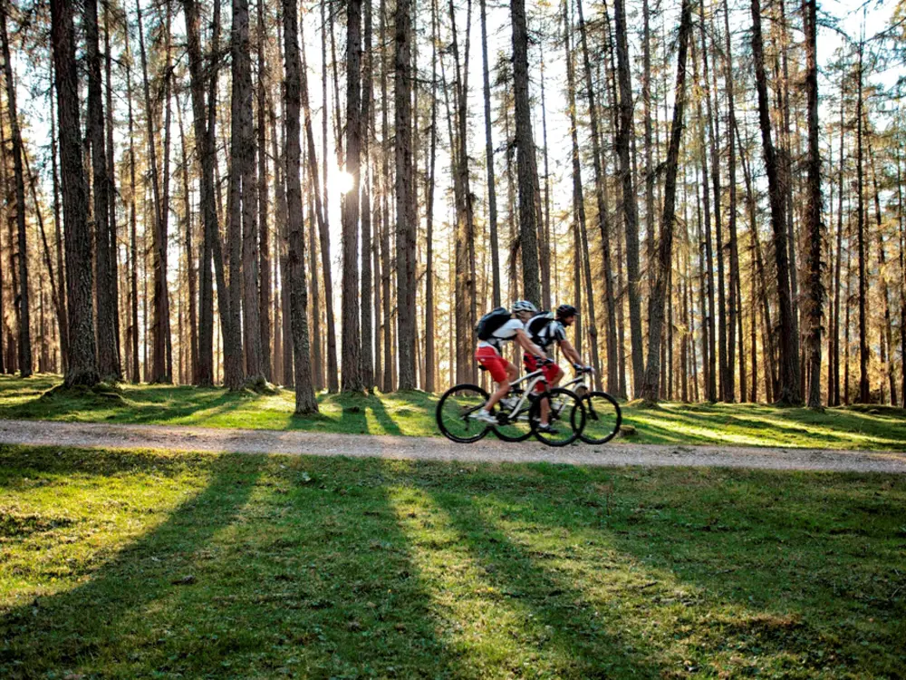 Biken im Lärchenwald in der Zugspitz Arena