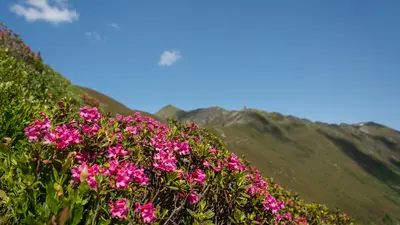 Almrosenblüte in der Silberregion Karwendel