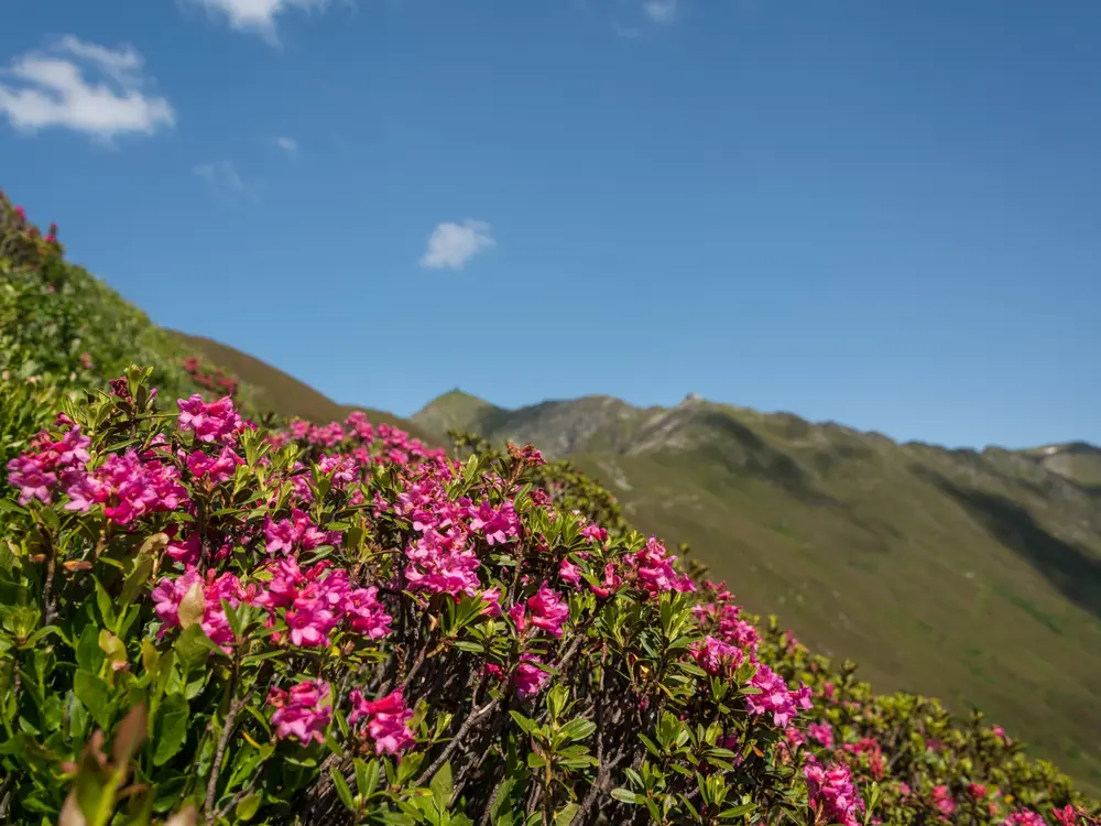 Almrosenblüte in der Silberregion Karwendel