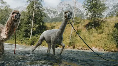 Alpakas in Gschnitz im Wipptal