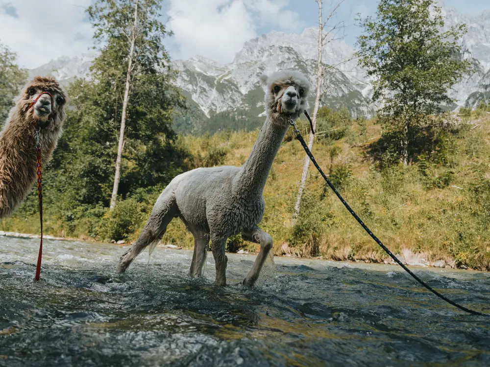 Wandern mit Geschnitzer Alpakas