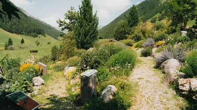 Alpenblumengarten in Schirn im Wipptal