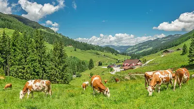 Kühe grasen vor der Schönanger Alm in Wildschönau