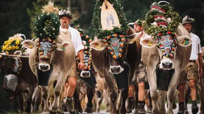 Almabtrieb im Zillertal