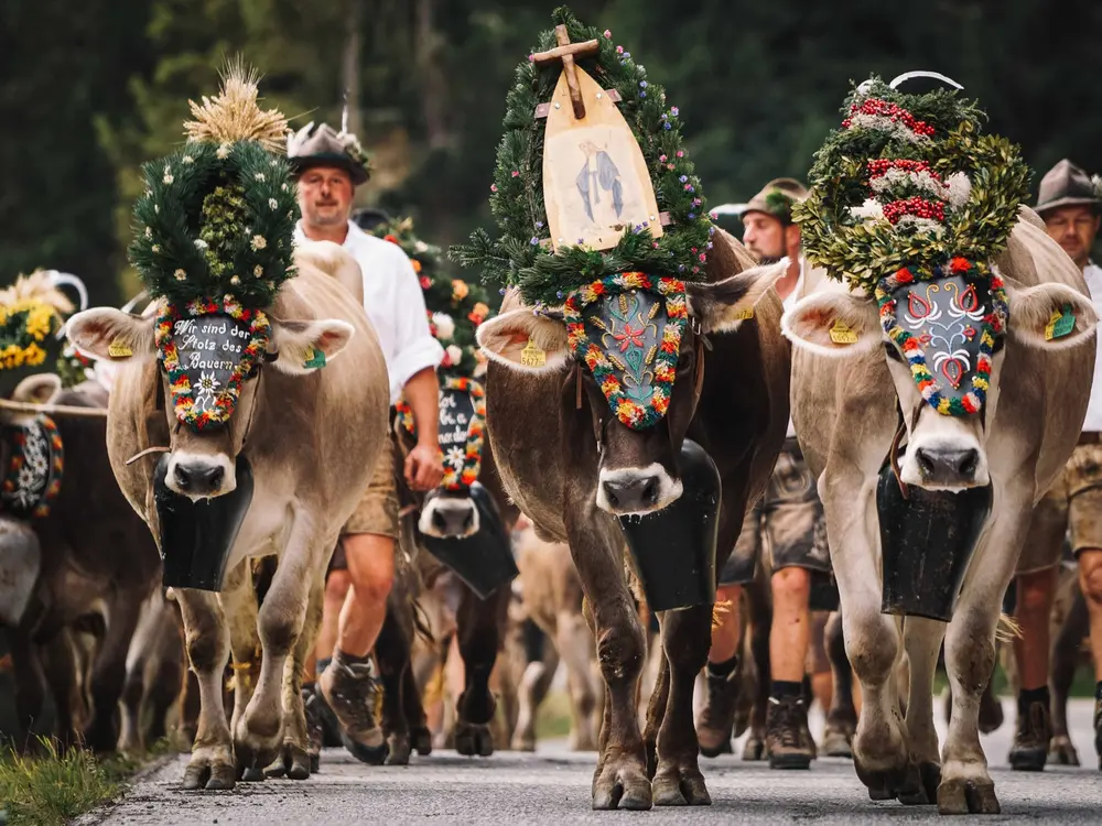 Almabtrieb im Zillertal