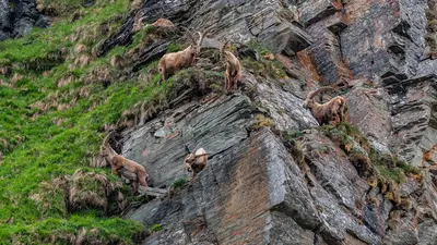 Steinbockbeobachtung