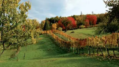 Weingarten bei Mattersburg