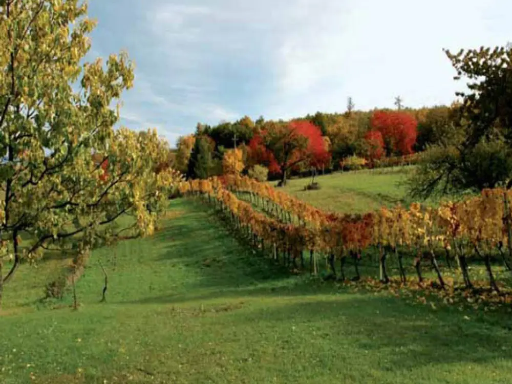 Weingarten bei Mattersburg