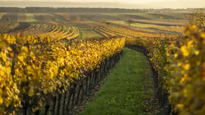 Weingärten bei Kleinhöflein