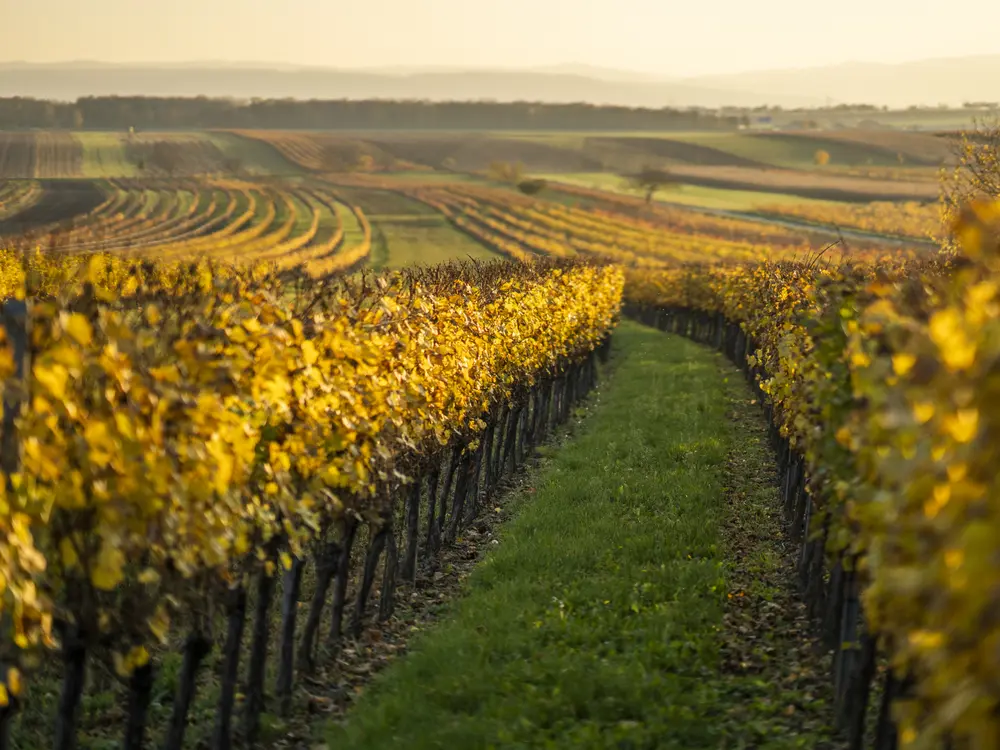 Weingärten bei Kleinhöflein
