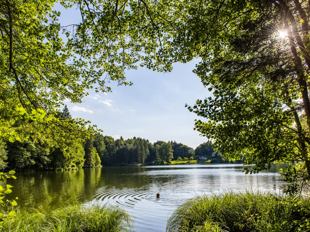 Trattnigteich in der Region Wörthersee