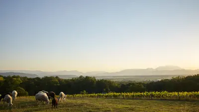 Schafe in den Wiener Alpen