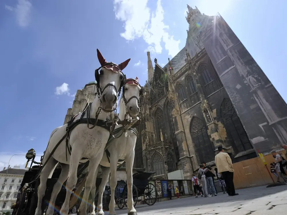 Fiaker-Pferde vor dem Stephansdom in Wien