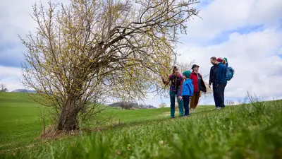 Dirndlblütenwanderung im Pielachtal