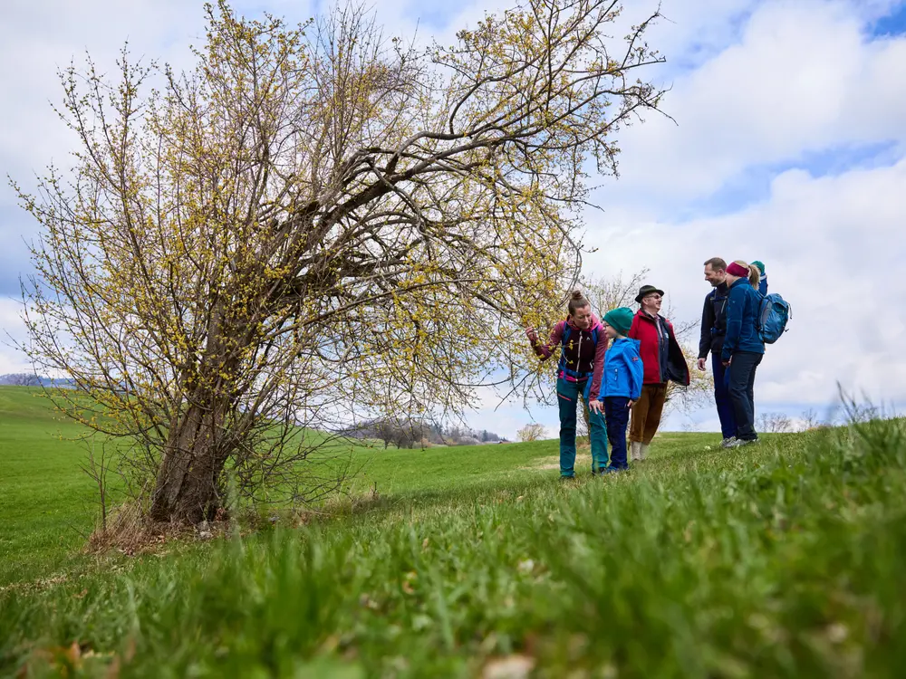 Dirndlblütenwanderung im Frühling im Pielachtal