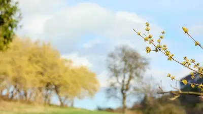 Dirndlblüten im Pielachtal