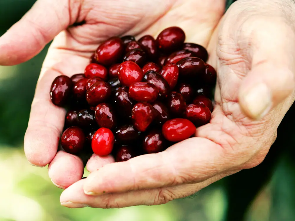 Dirndlfrüchte - die prägende Frucht des Pielachtales
