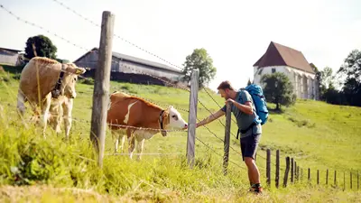 Kuhweiden entlang des Pielachtaler Pilgerwegs